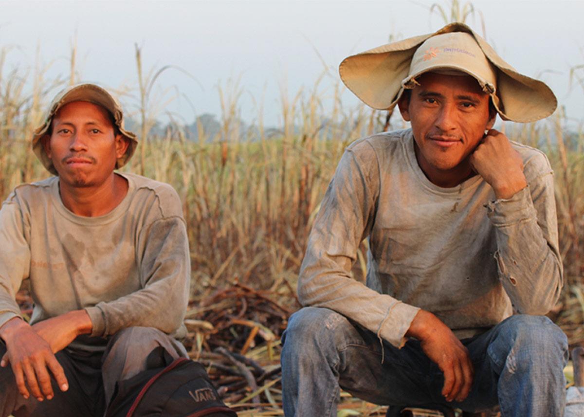 sugar cane workers