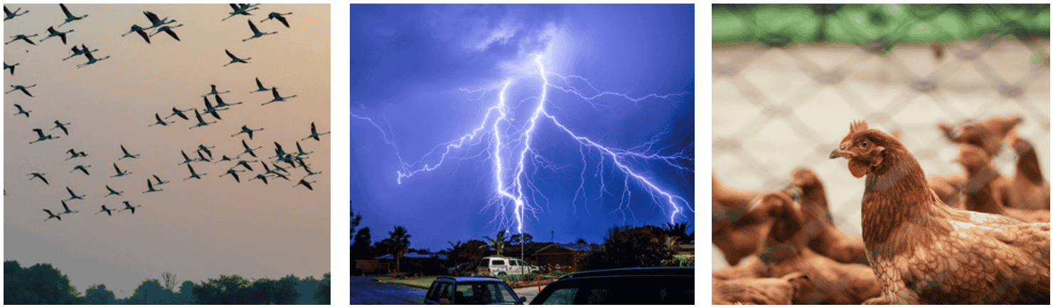 1. Migratory birds (photo by Kirandeep Singh Walia, obtained from Pexels open-source); 2. Lightning storm (photo by Cameron Readius, obtained from Pexels open-source); 3. Brood of hens (photo by Italo Melo, obtained from Pexels open-source)