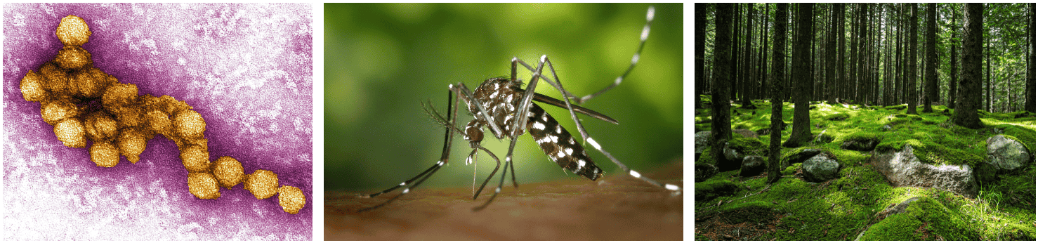 1. West Nile Virus (source: Wikipedia); 2. Black and white mosquito (photo by Pixabay, obtained from Pexels open-source); 3. Forest (photo by Septimiu Lupea, obtained from Pexels open-source)