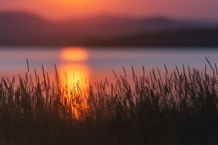 Grass field at sunset