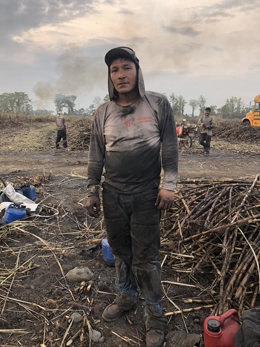 worker in sugarcane field