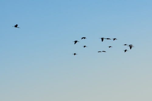 Small group of birds flying
