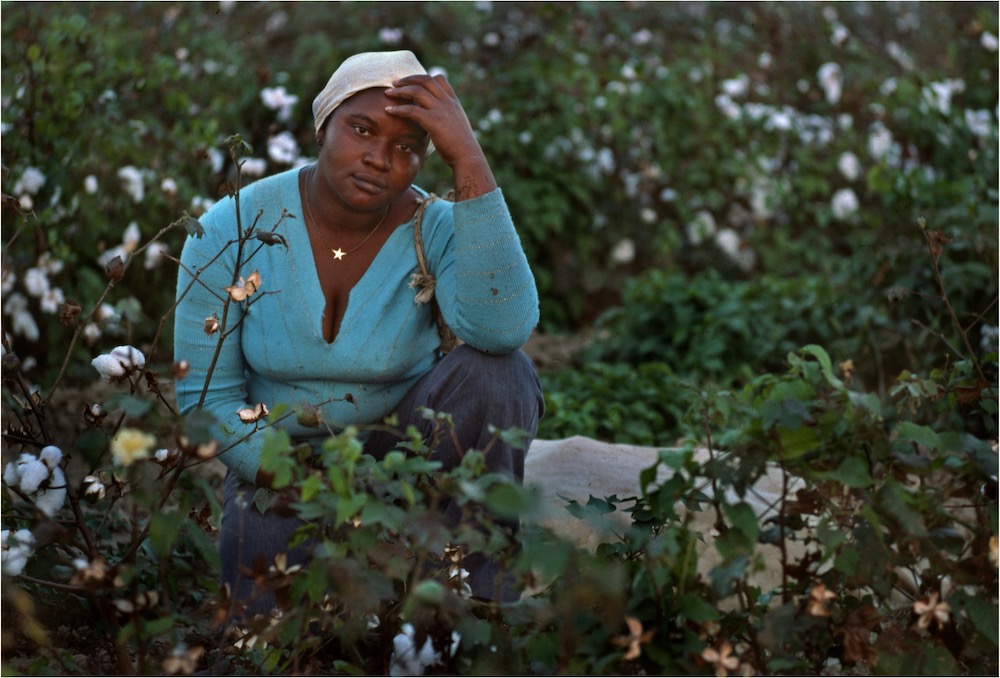 Woman in blue shirt sitting in a cotton field