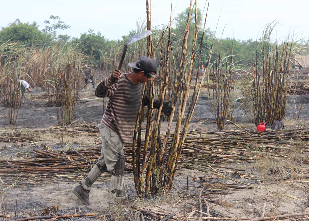 worker cutting sugarcane