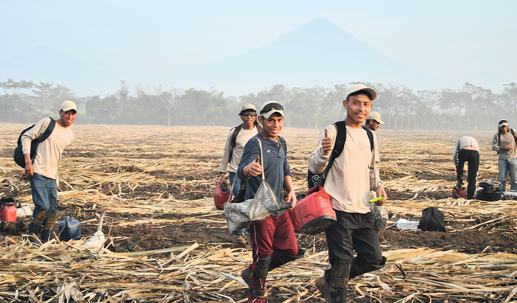 worker cutting sugarcane
