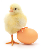 chick next to egg