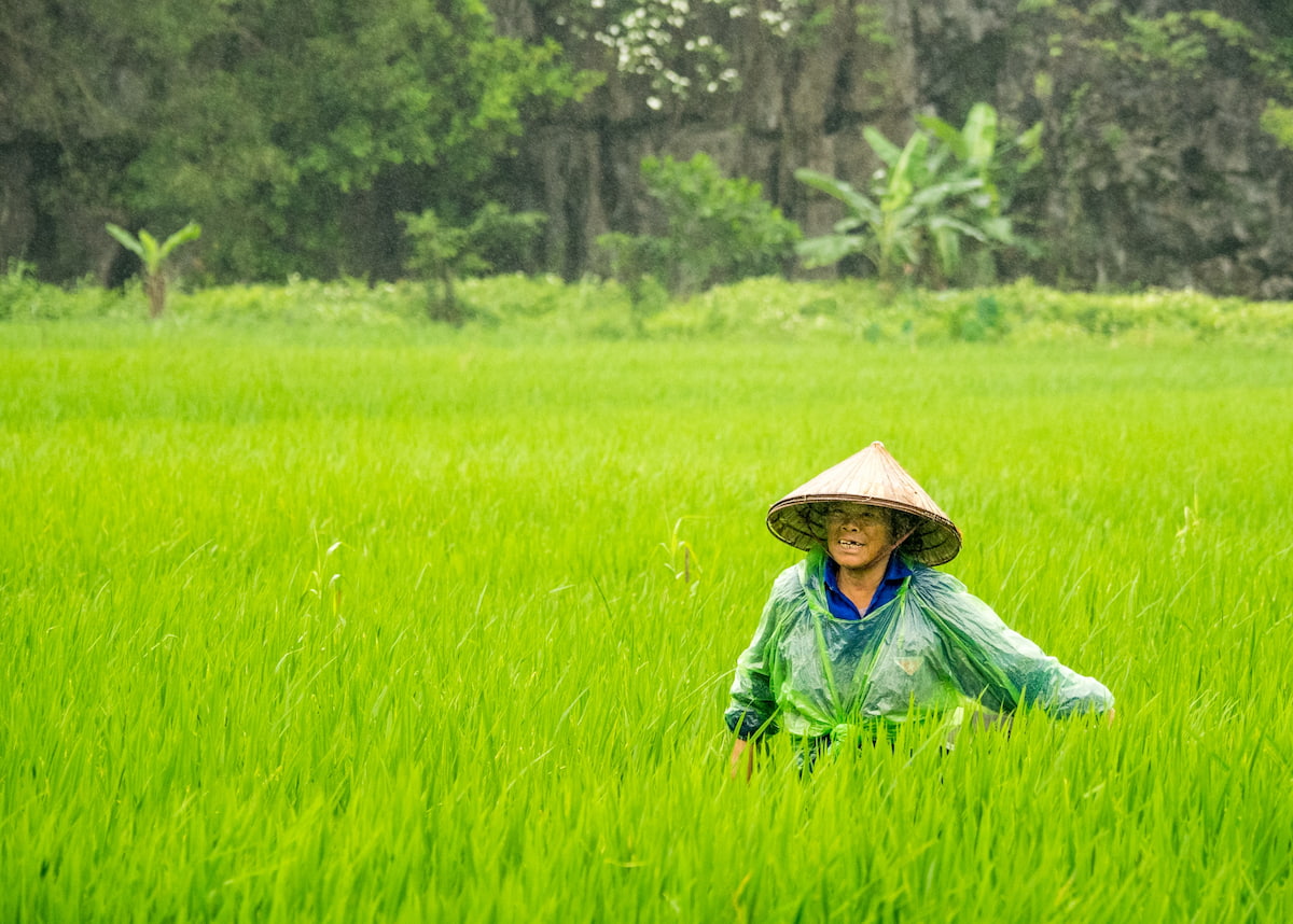 Vietnamese rice farmer in rice field