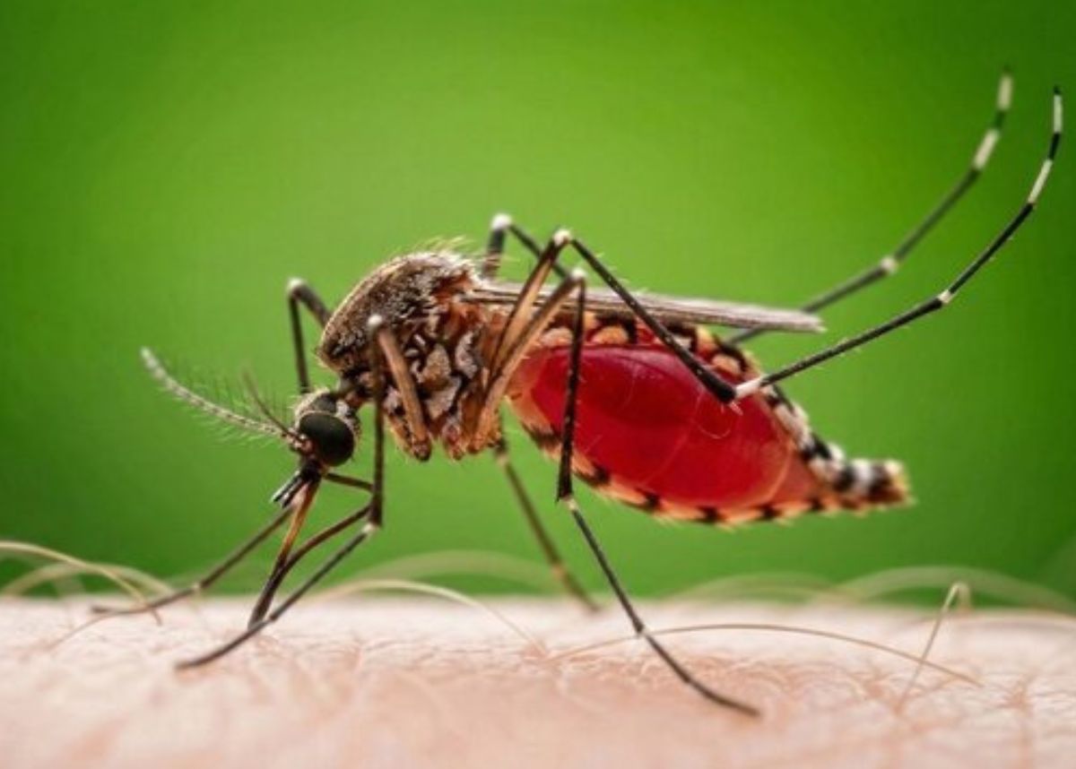 mosquito sitting on arm