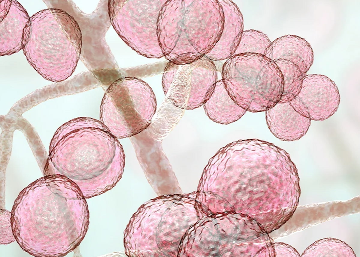 Fungus cells under microscope