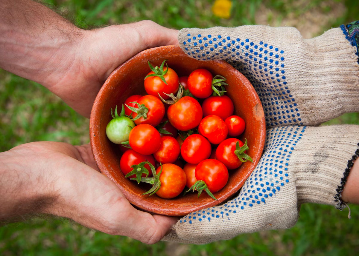People holding bowl of cherry tomatoes