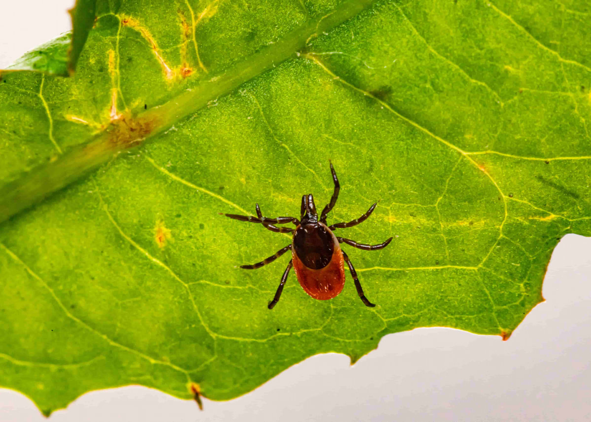 Tick crawling on a leaf