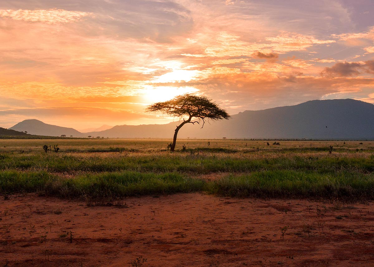 Tree and mountains at sunset in Kenya